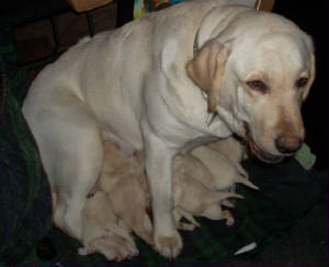 mim-weekoldpups.jpg