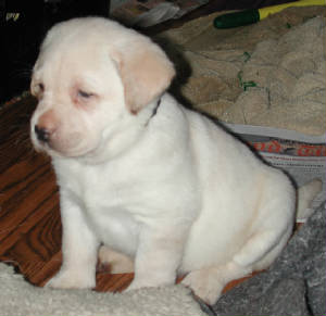pupsfeb13083multifem.jpg