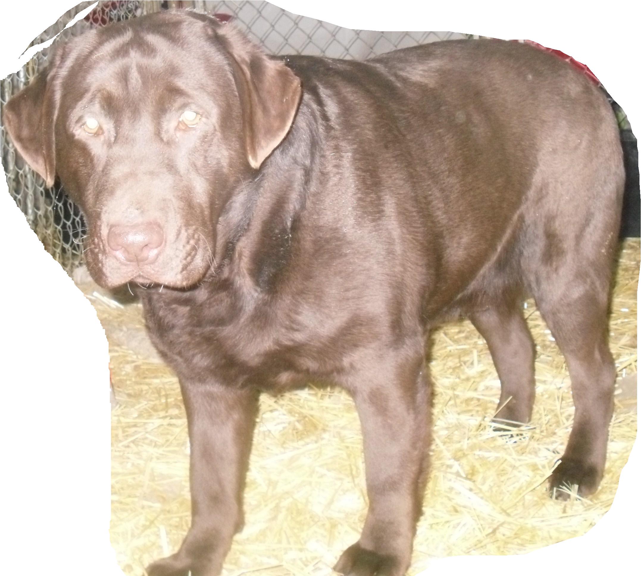 bachak.1.jpg