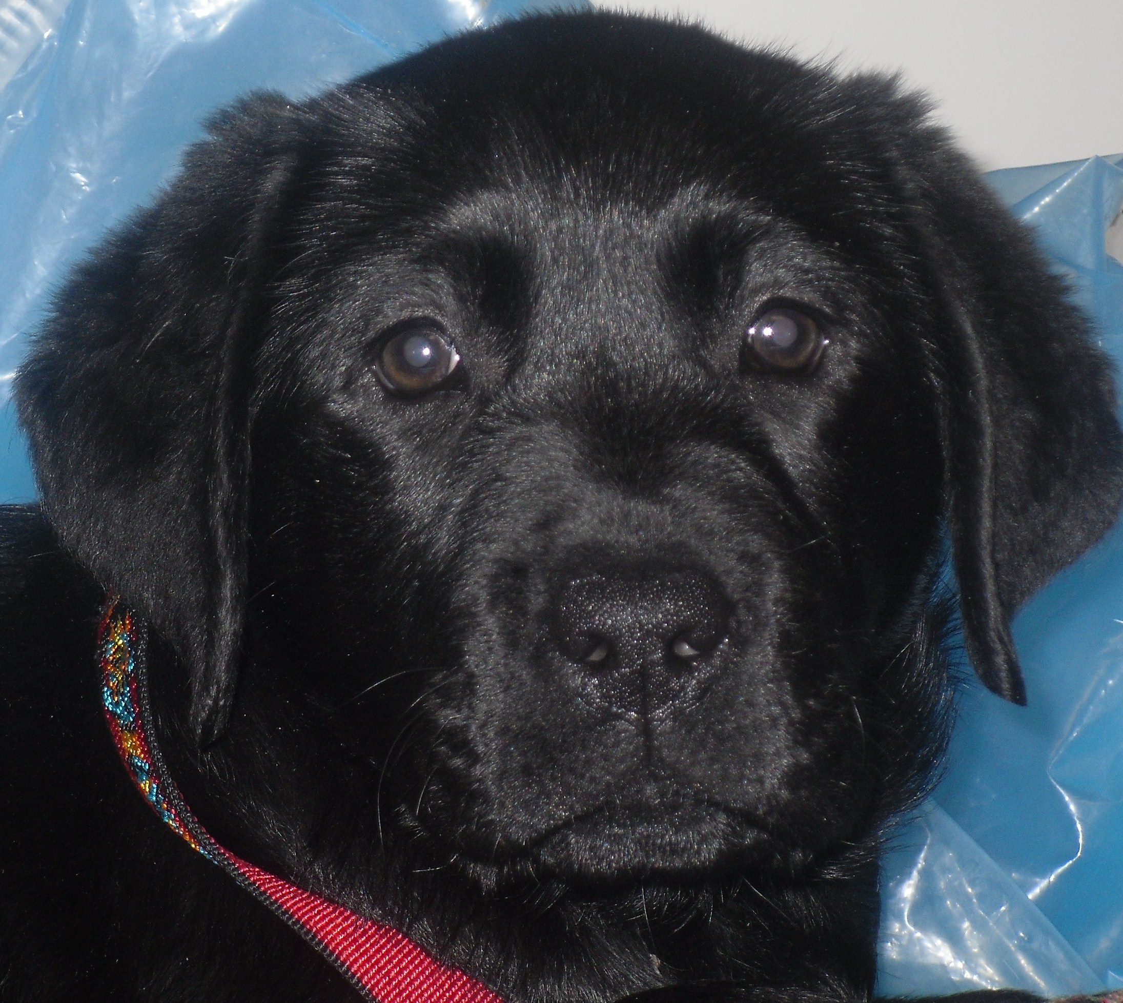 puppiesdec20.jpg